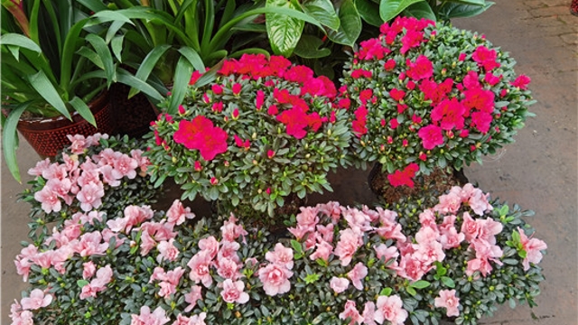 火紅年宵花，美麗過新年