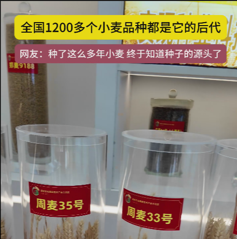 周口國家農(nóng)高區(qū)展示的種子資源，全國1200多個小麥品種都是它的后代!